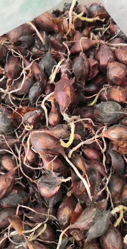 Củ cây Oxalis mini cánh bướm xanh-tím