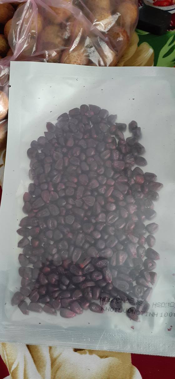 Hạt giống ngô nếp tím ( bắp nếp tím ) - Gói 5gram