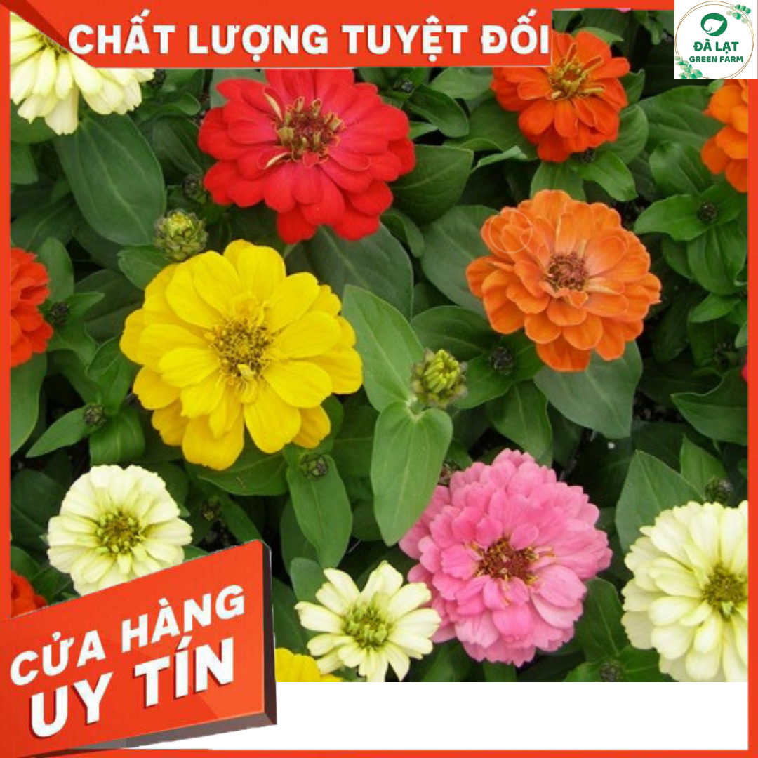 50H - HẠT GIỐNG HOA CÚC LÁ NHÁM