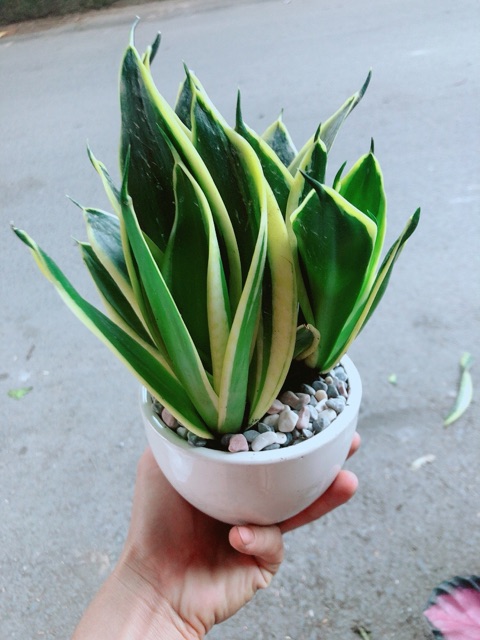 [HCM]Chậu Lưỡi Hổ Thái Xanh