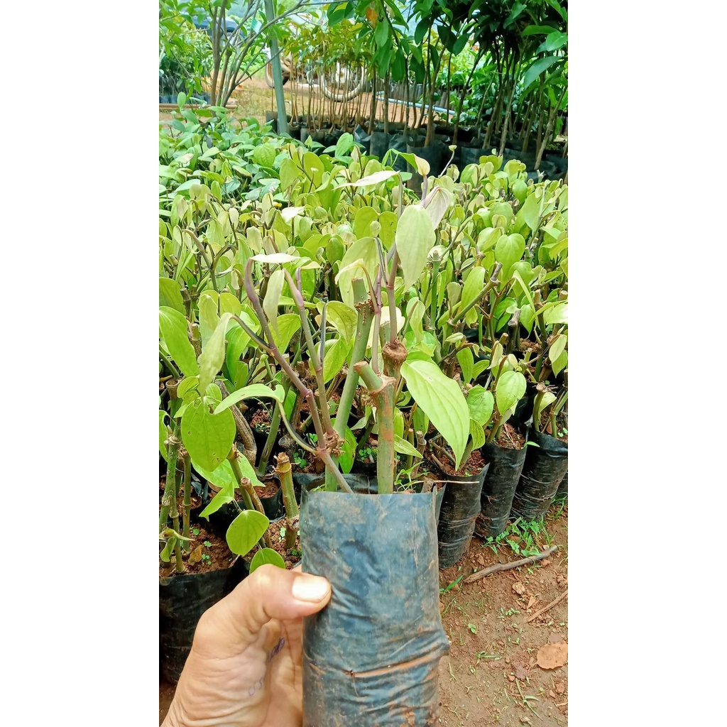 GIỐNG TIÊU SRYLANKA ( BẦU TO CÂY LỚN )