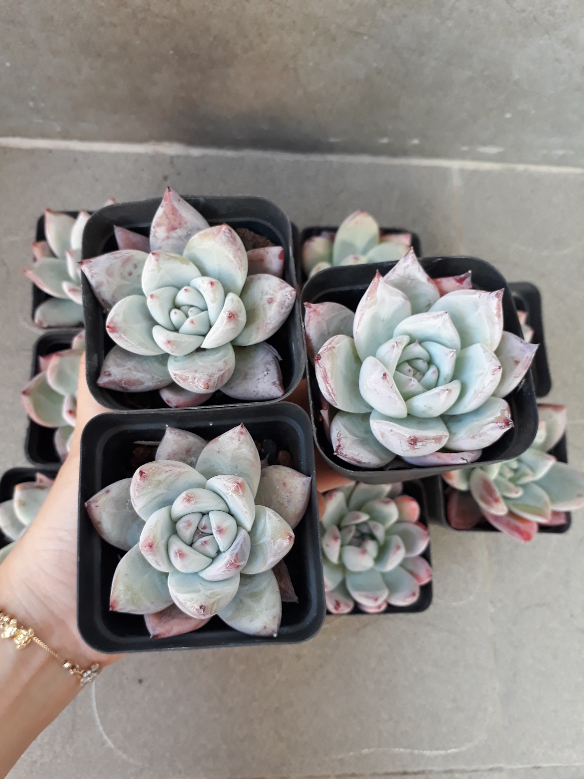 Pha lê Hồng phấn trắng (Sen đá/ Cây mọng nước)