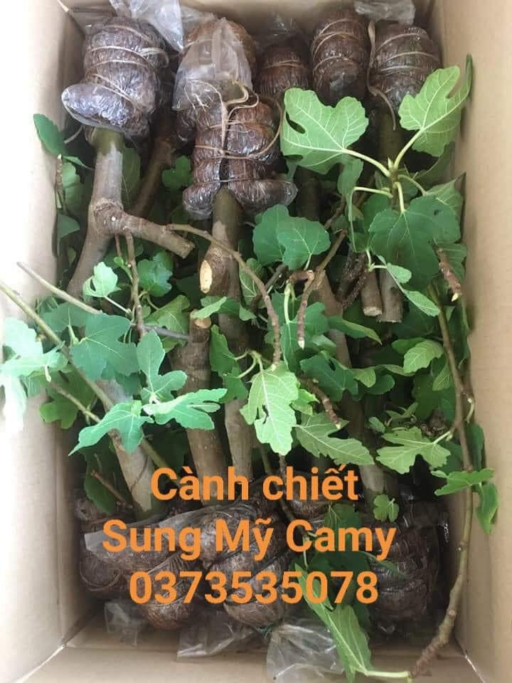 SUNG MỸ CAMY-CÂY GIỐNG