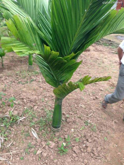 Cây cau lùn giống ( chuẩn giống mua 5 tặng 1)