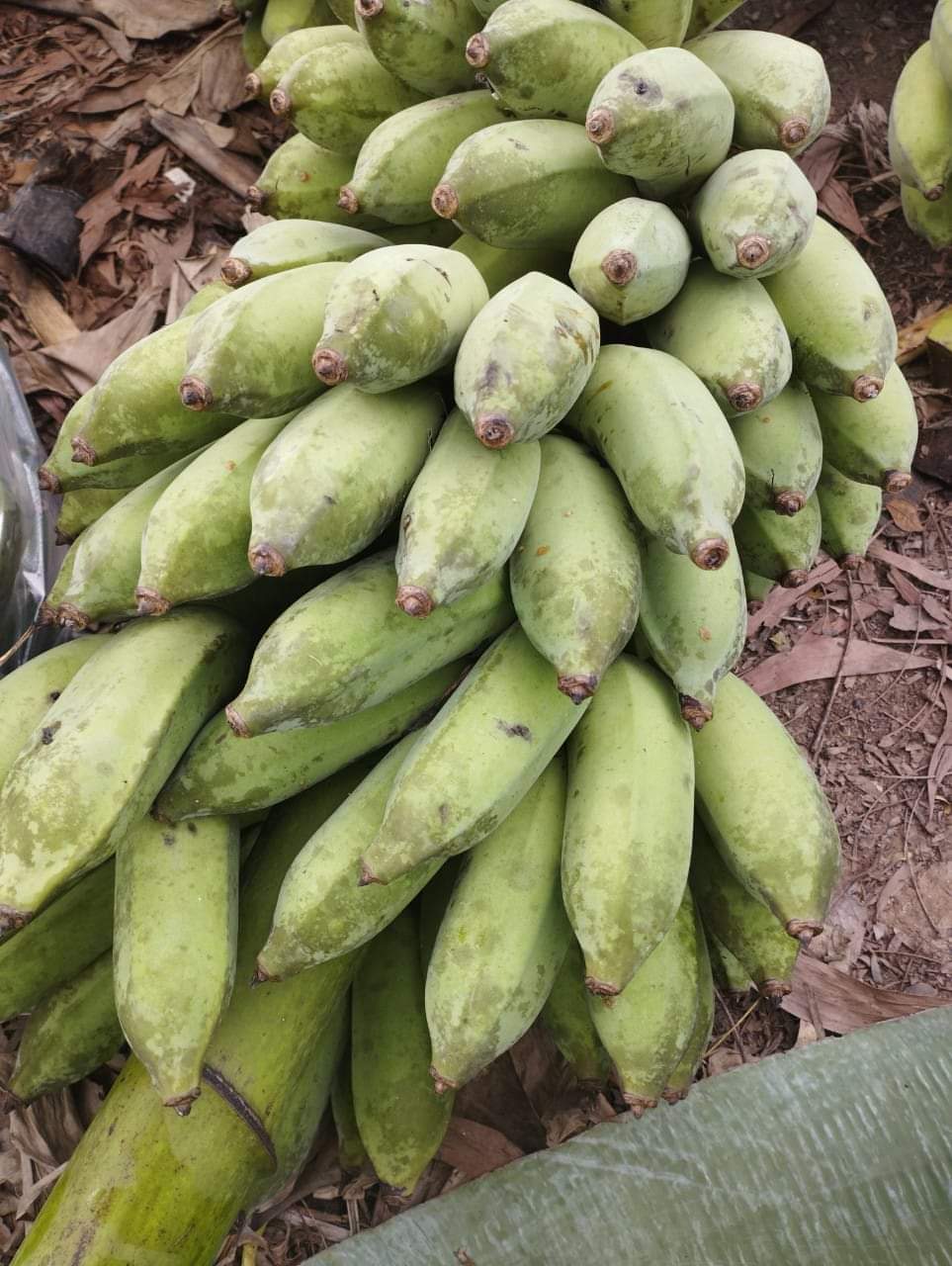 Chuối Xiêm đen (chuối sứ, chuối móc) cây giống