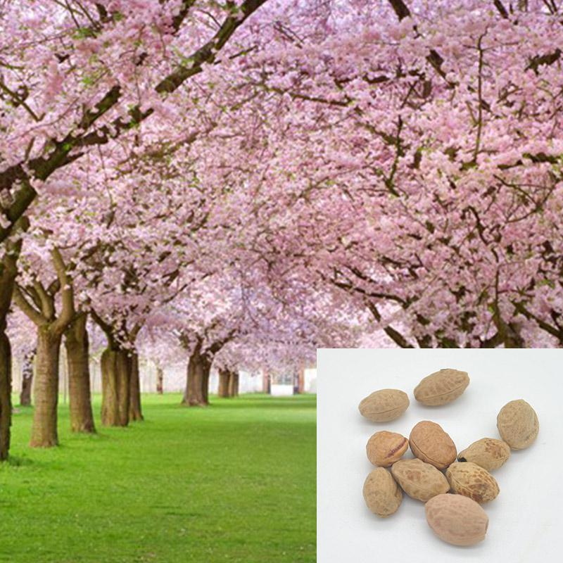 [ SP Mới Về] - Hạt giống hoa anh đào