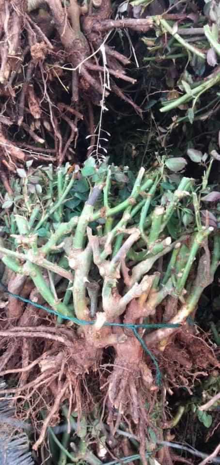 combo 190k./3 bầu  hoa  hồng  đang có  hoa sẵn