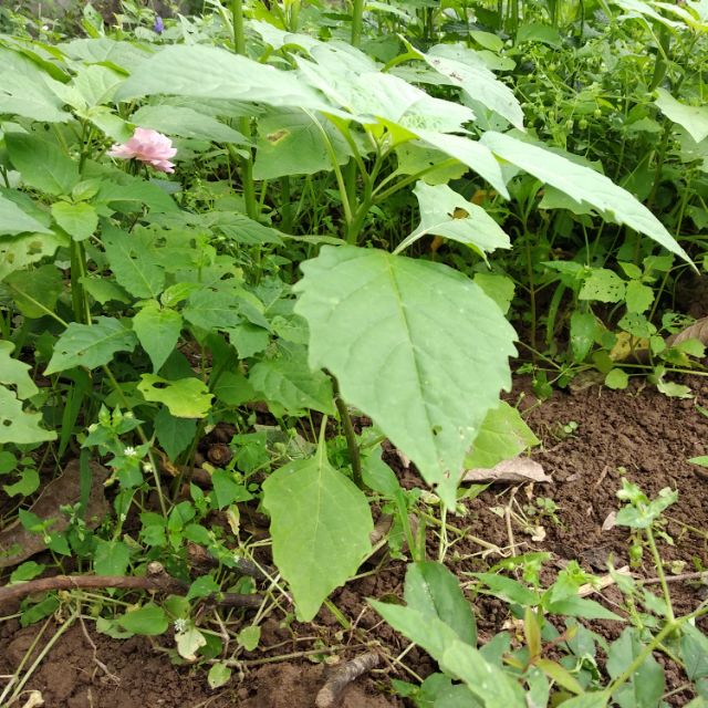 Cây Rau lu lu đực giống cao 40cm 02cây