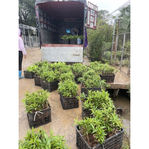 Cây giống hoa đào bích và đào phai