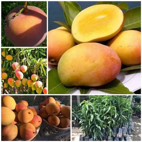 cây giống xoài úc siêu quả