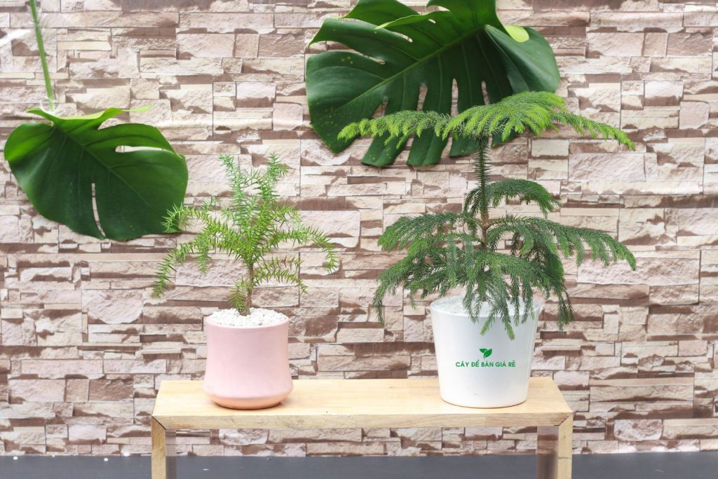 Cây Tùng Kim - Cây cảnh mini để bàn