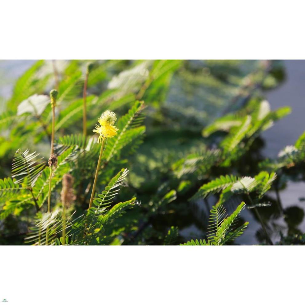 Hạt giống Rau Nhúc - Gói 1 gram ( Rau Nhút )