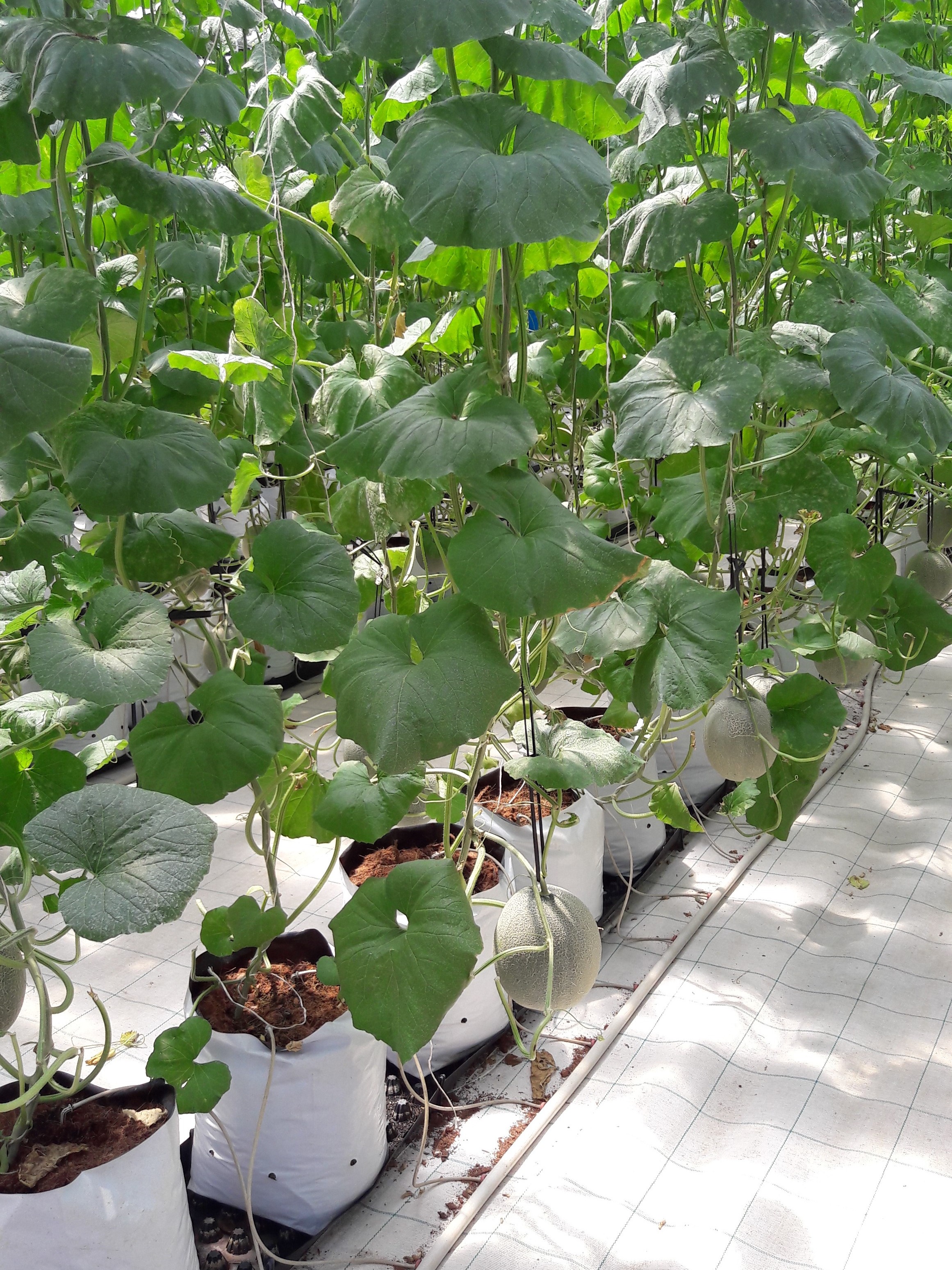 HẠT GIỐNG DƯA LƯỚI F1-TL3 (10 HẠT)