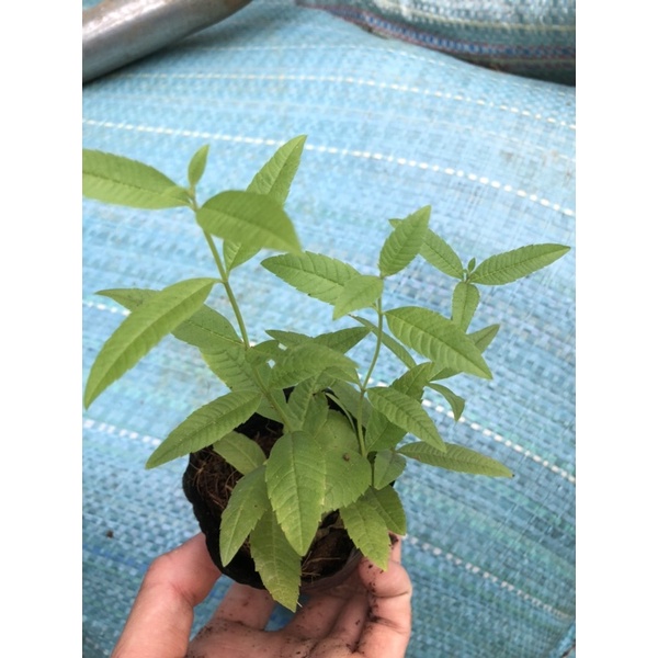Cây Bạc Hà Sả Chanh Pháp - Lemon Verbena