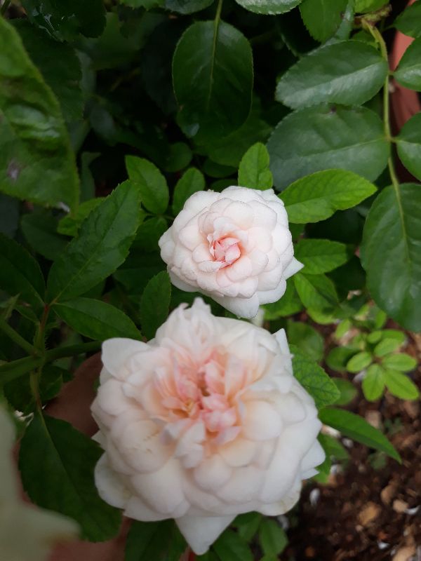 Chậu giống hoa hồng ngọc lung linh