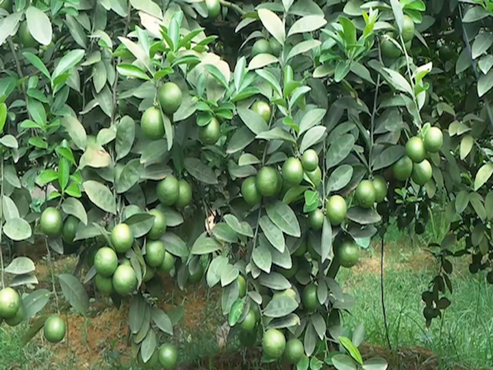 Cây giống CHANH TỨ QUÝ quả chùm