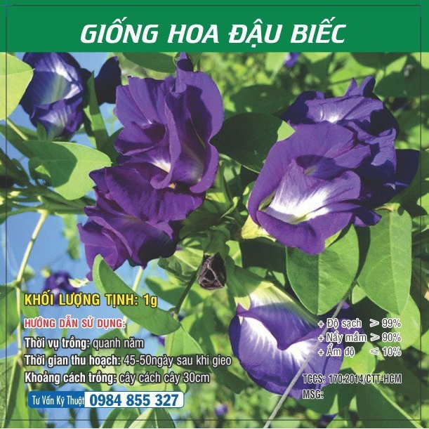 Hạt giống hoa Đậu biếc TN