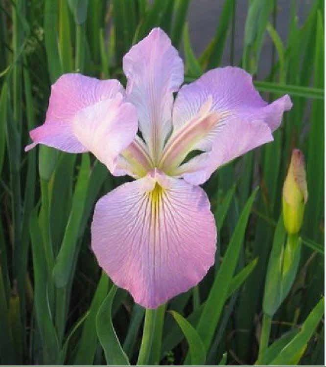 Hạt giống hoa Diên vĩ Hồng (Iris Hồng ) - Gói 10 hạt