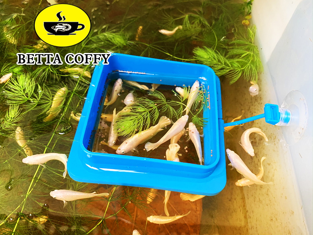 Vợt Lưới Cao Cấp - Vớt Cá - XEM KĨ PHÂN LOẠI - BETTA COFFY