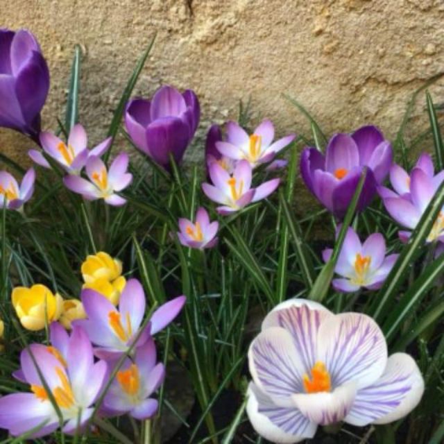 Củ giống nhuỵ hoa nghệ Tây saffron