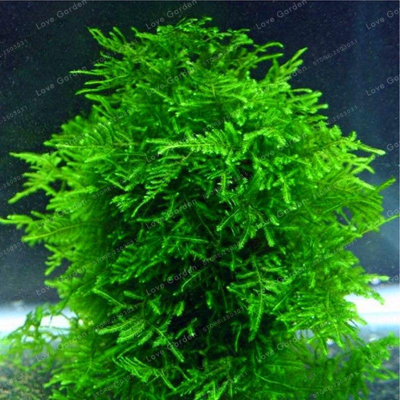 [3 packs] - Aquarium Grass Seeds
