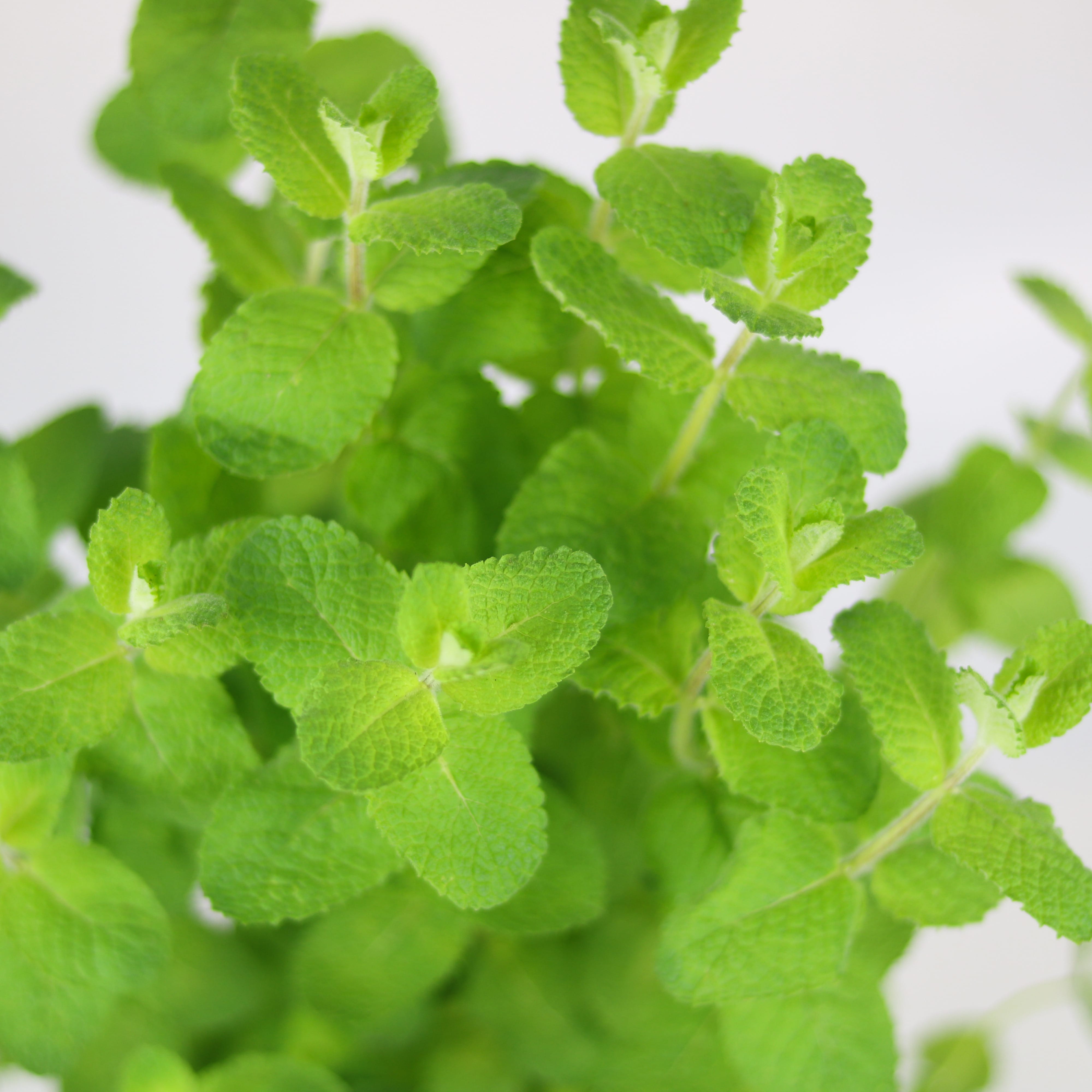 Cây gia vị | Bạc hà táo | Apple Mint