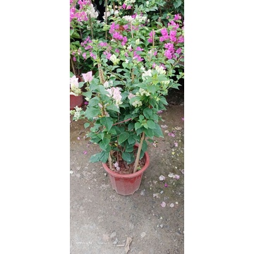 chậu Hoa giấy Sakura