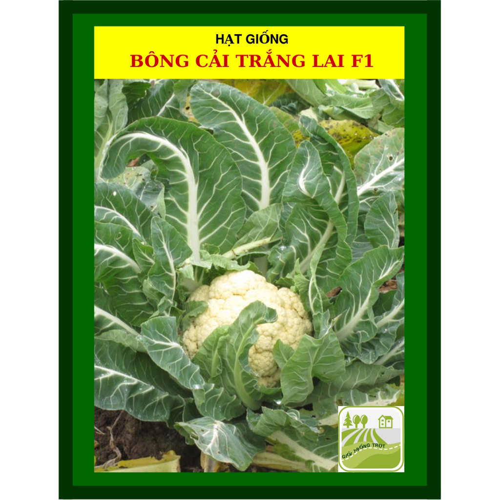 Hạt Giống Súp Lơ, Bông Cải Lai F1 0.3 Gram