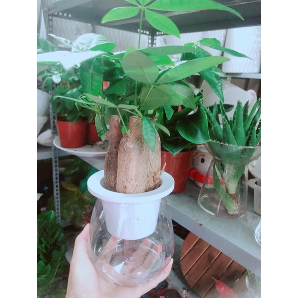 Chậu Kim Ngân 3 Thân Thuỷ Sinh
