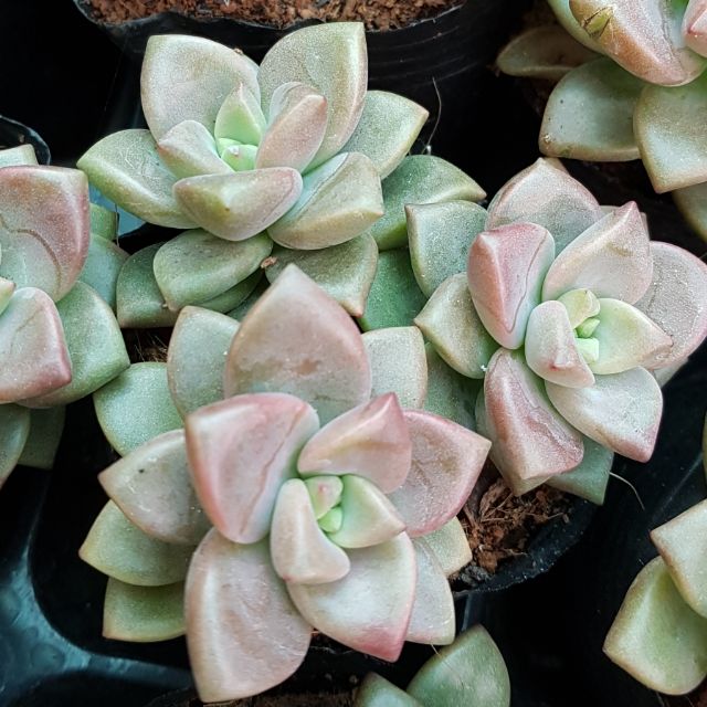 Sen đá Đá đỏ cánh tròn