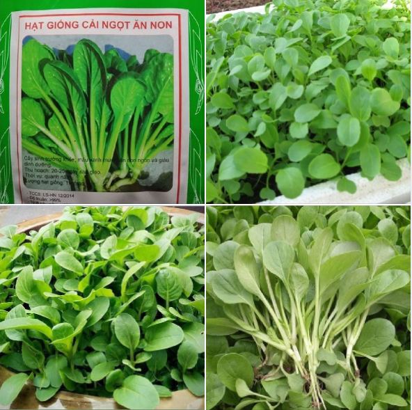 Hạt giống cải ngọt ăn non - 10gram/gói