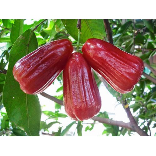 Cây roi đỏ thái lan ghép , cây bầu lớn quả to, siêu ngon ngọt, siêu sai, cây giống chuẩn