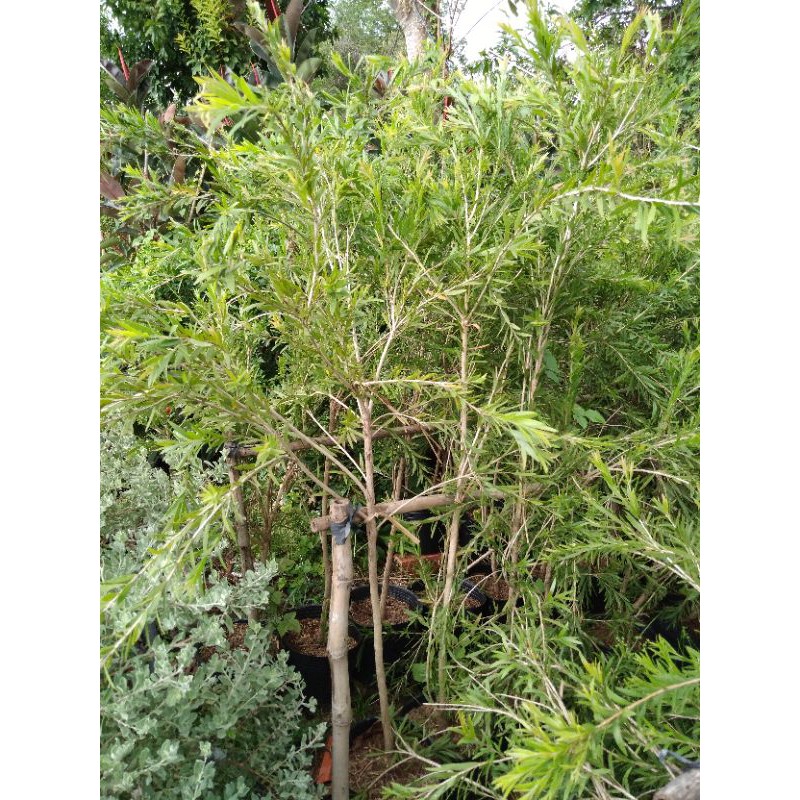 Cây hoa liễu siêu hoa
