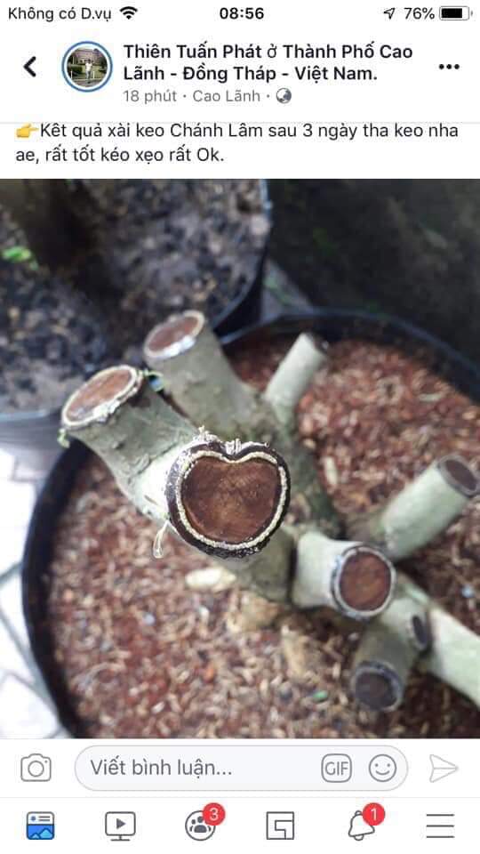 [COMBO 2 CHAI ] KEO BÔI CÂY CẢNH CHÁNH LÂM, KEO LIỀN DA CÂY CHÁNH LÂM, KEO LIỀN SẸO CÂY CHÁNH LÂM 130GR