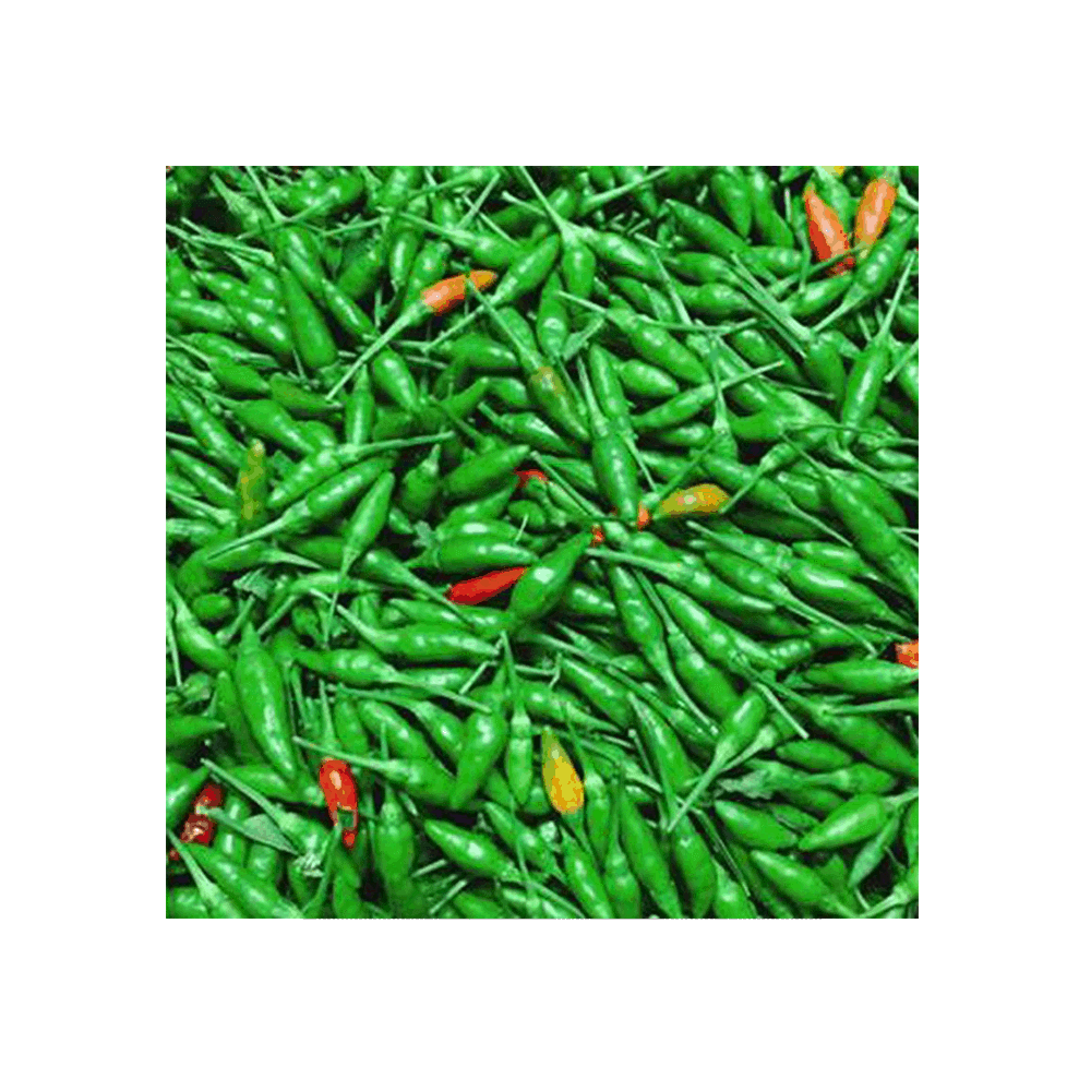 Chậu cây giống ớt xiêm - Giao cây khỏe lá sum suê