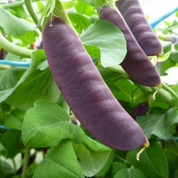 Purple pea seeds - Sale Off