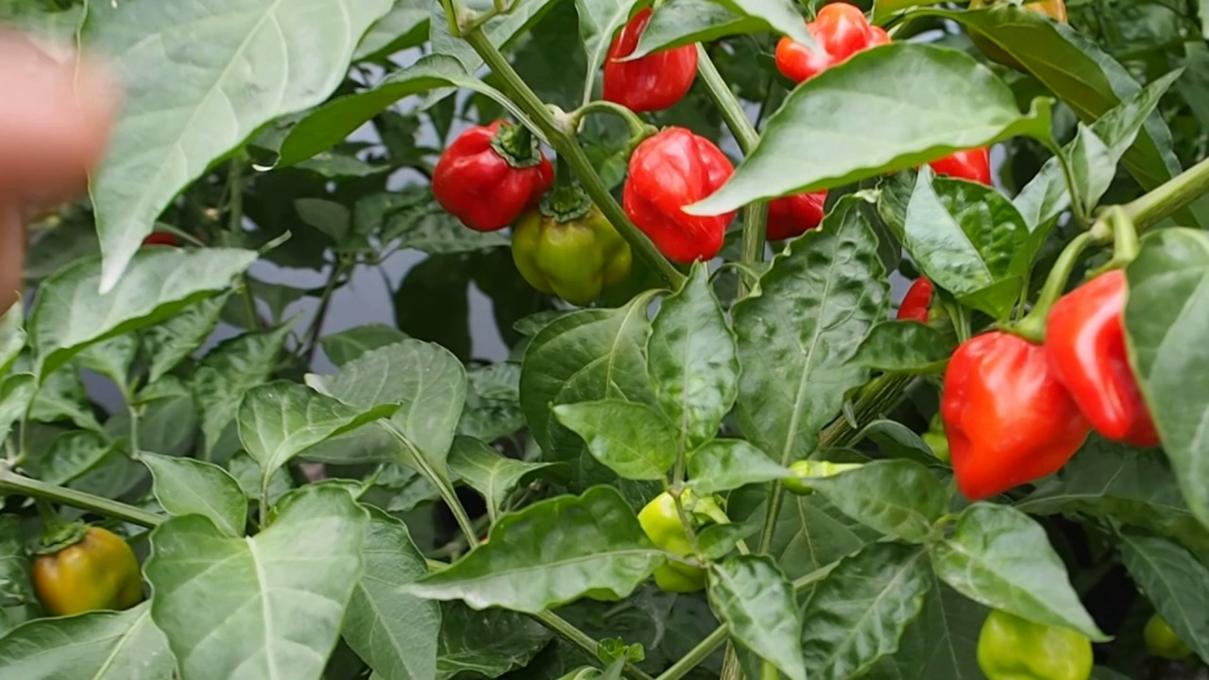 Hạt Giống Ớt - Cay Nhất Thế Giới C.Reaper ( Capsicum Chinense)