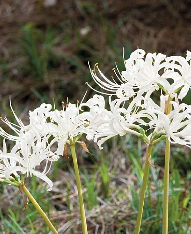 4 Củ giống hoa bỉ ngạn nhiều màu