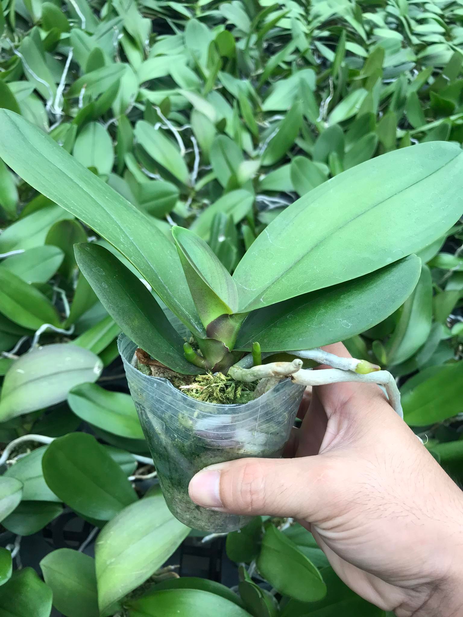 combo 5 lan 5 màu 2 ngồng - HOA ĐẠI - CỐC 2.8