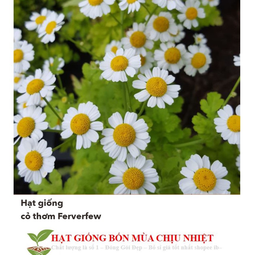 MJ119 GÓI 50h Hạt Giống Cỏ Thơm Feverfew CÚC TANA