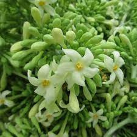 Hạt giống cây đu đủ đực dể trồng -gói 10 hạt(tặng kèm phân bón )