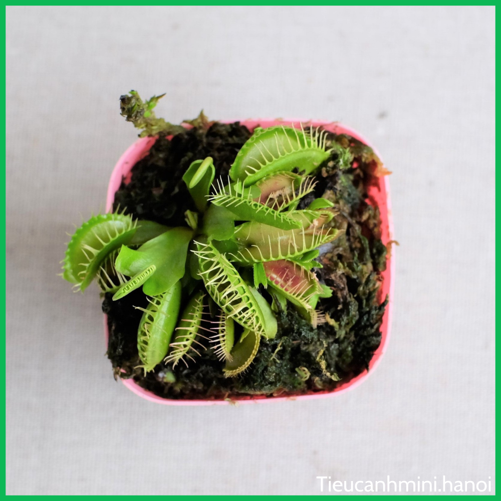 [ Cây để bàn ] Cây Bẫy Kẹp Venus Flytrap - Cây bắt mồi, bắt côn trùng, cây ăn thịt, cây cảnh văn phòng