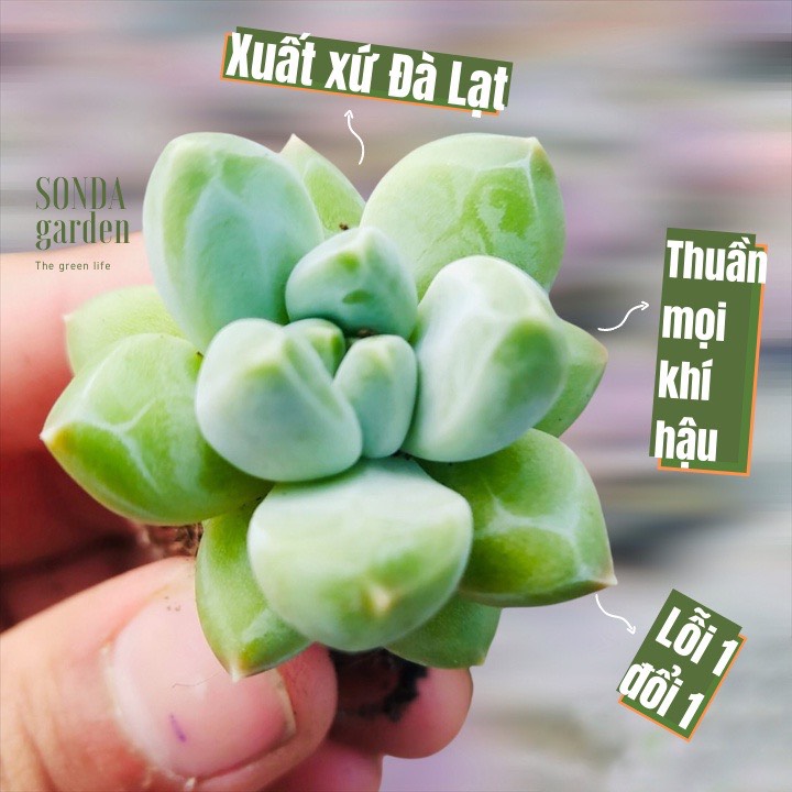 Sen đá kim cương trắng size mini lỗi 1 đổi 1