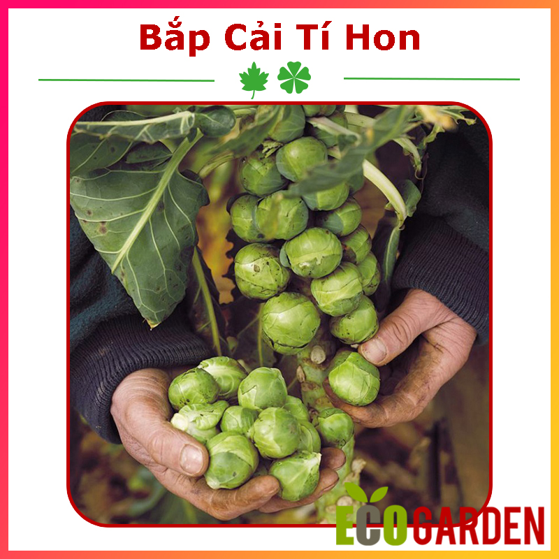 Hạt giống bắp cải tí hon xanh italy
