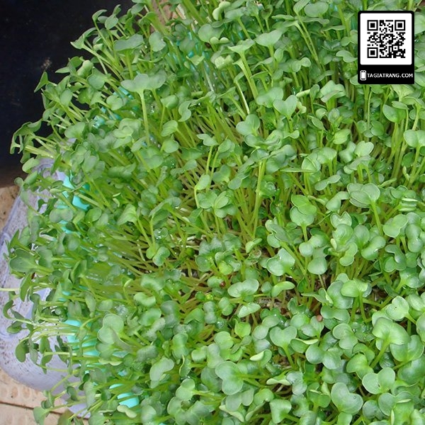 Hạt giống rau mầm củ cải trắng - Gói 100g