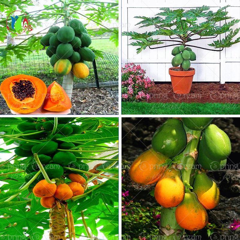 Sale Combo 3 gói Hạt giống đu đủ lùn
