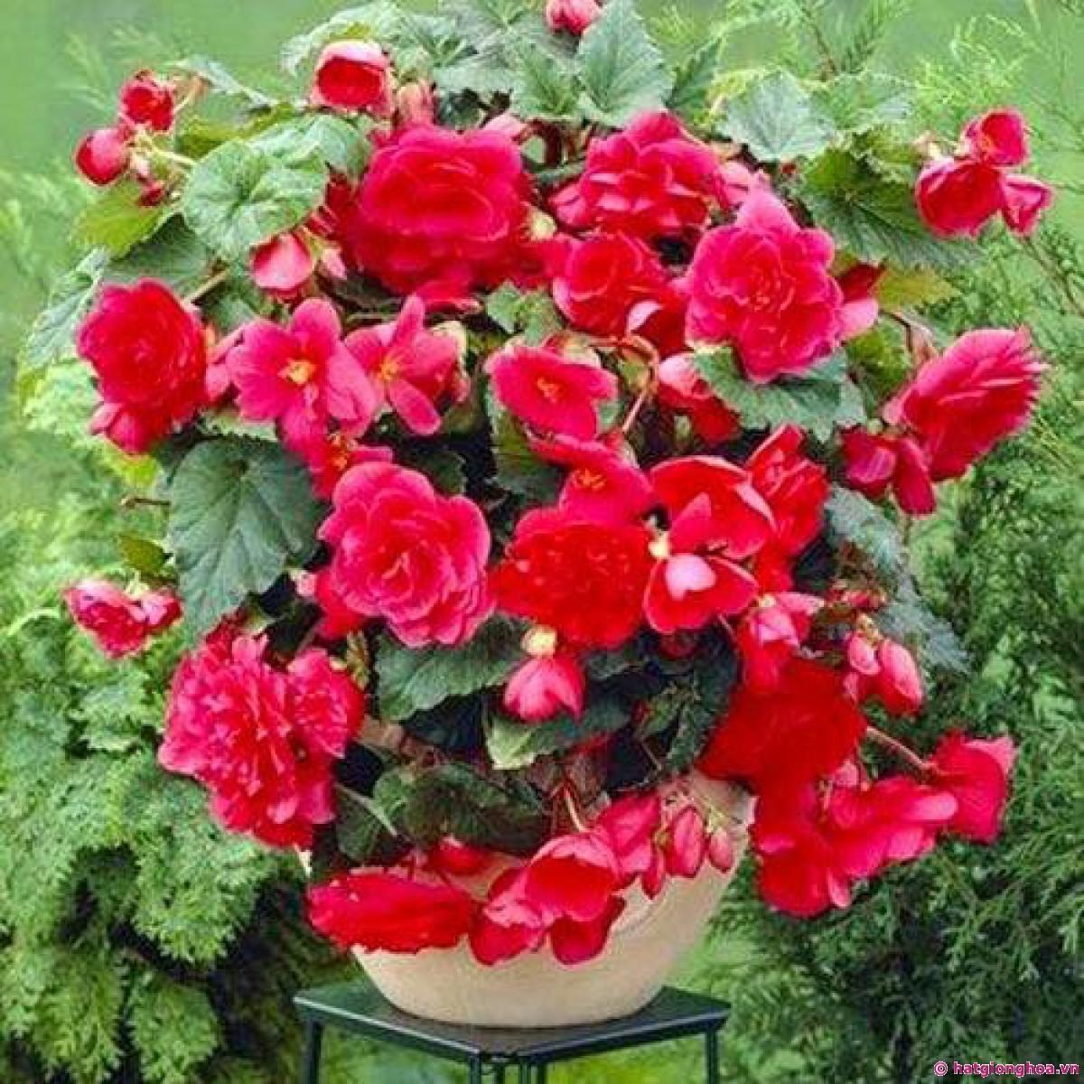 [Sale off]  Combo 3 gói Hạt giống hoa thu hải đường kép