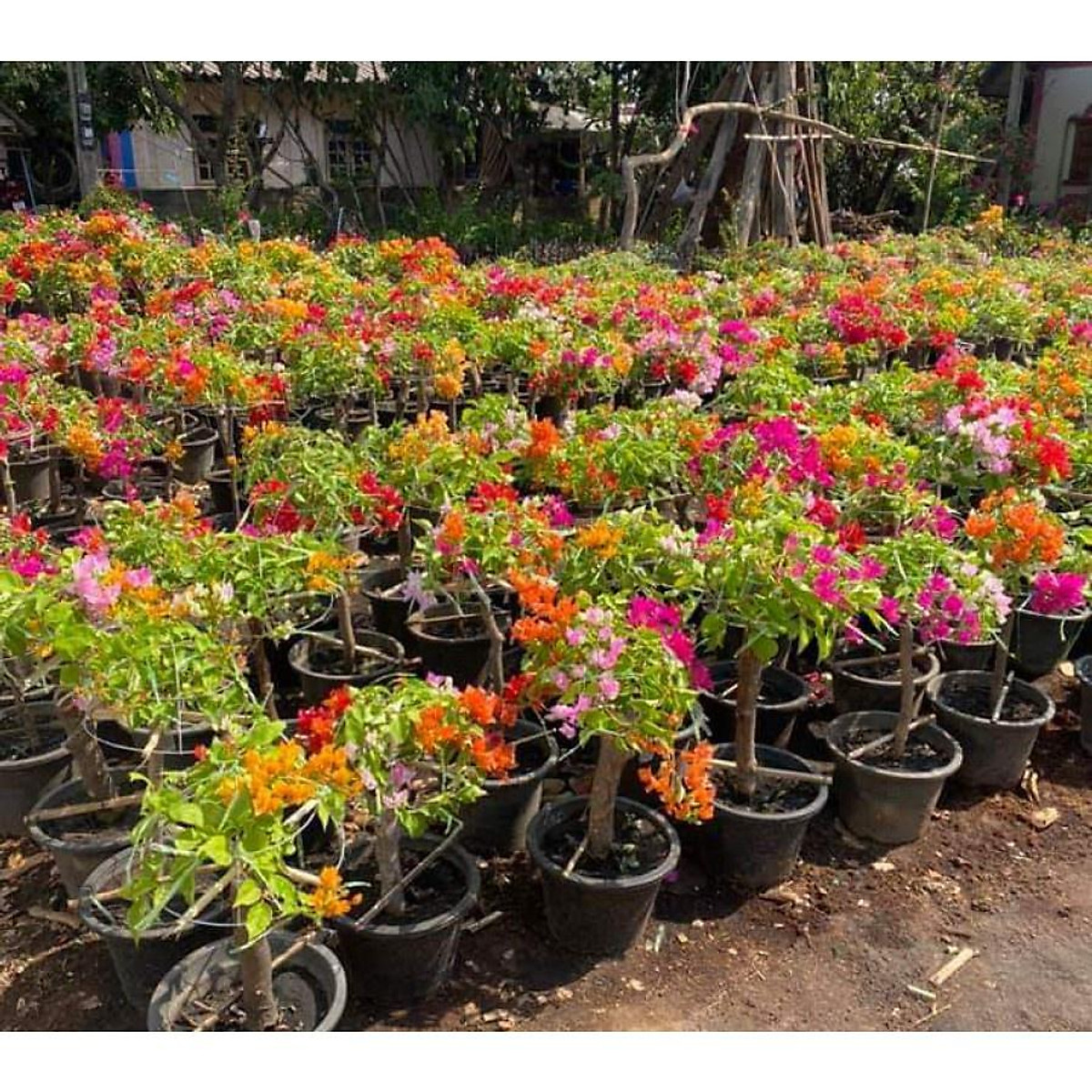 CÂY HOA GIẤY NGŨ SẮC CHUẨN ĐẸP