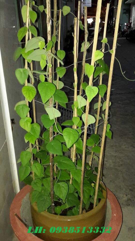 HẠT GIỐNG LÁ SƯƠNG SÂM LÔNG 200 HẠT