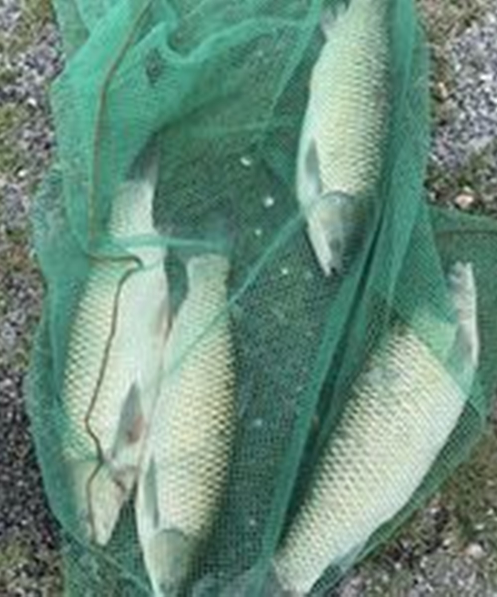 thính câu trắm đen, thính câu trắm cỏ, thính câu chép, thính câu trắm trắng. Gồm 250 gram thóc nếp thơm và 1 túi thính dụ cá cuốn ổ